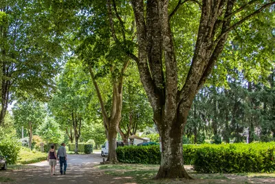 Camping les Premières Vignes