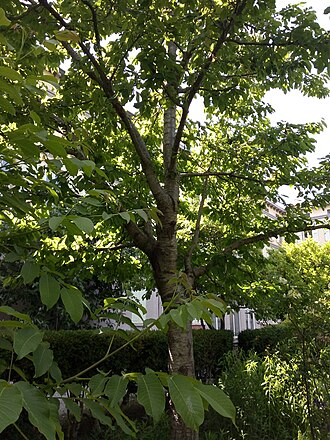 Photo : Jardin des Cordeliers