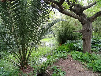 Photo : Jardin botanique Villa Thuret